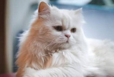 5 Janji Allah Bagi Orang yang Merawat dan Memelihara Kucing, Salah Satunya Jadi Ladang Pahala