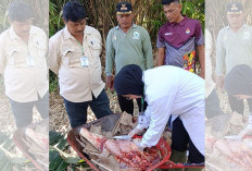 Hasil Pemeriksaan, Seluruh Daging Kurban Sehat dan Layak Dikonsumsi