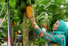 Selain Cegah Kanker dan Masker, Ini Manfaat dan Kandungan Buah Pepaya
