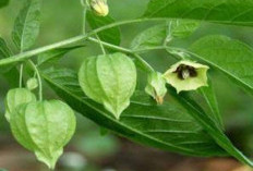 Selain Buahnya, Daun Ciplukan Juga Memiliki 5 Manfaat untuk Kesehatan