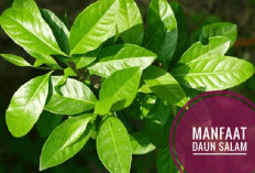 Selain Sebagai Bumbu Masakan, Ternyata Daun Salam Miliki Sejuta Manfaat, Terutama Buat Wanita