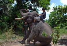 Liburan Anti Mainstream di Taman Wisata Alam Sebelat Bengkulu, Bisa Naik Gajah Sambil Lewati Sungai