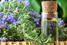 Sering Dipakai Sebagai Bahan Aromaterapi, Ternyata Ini Manfaat Minyak Rosemary untuk Alis dan Bulu Mata