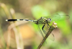 Jangan Diusir, 5 Hewan Ini Dipercaya Mendatangkan Rezeki Saat Masuk ke Dalam Rumah