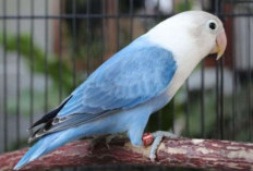 6 Rekomendasi Hewan Peliharaan yang Minim Perawatan, Cocok untuk Kamu yang Sibuk Bekerja