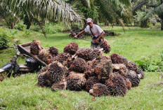 Harga Resmi Tak Sampai ke Petani, Minta Sanksi Tegas PKS Permainkan Harga TBS