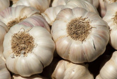 Bukan Sekedar Bumbu Dapur, Namun Bawang Putih Ternyata Memiliki Banyak Manfaat untuk Kesehatan