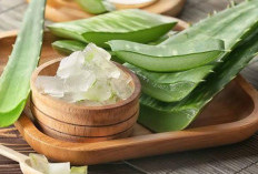 Penderita Diabetes Wajib Konsumsi 5 Jenis Obat Herbal ini, Kadar Gula Darah Auto Turun