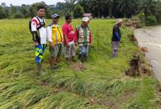 12 Hektare Padi Siap Panen di Resno Rusak Diterjang Banjir