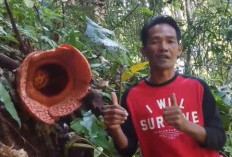 Mekar Sempurna, Hari Ini Dibuka Untuk Pengunjung Bunga Rafflesia Kemumu