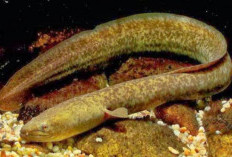 Mirip dengan Belut, Ternyata Ini Manfaat Ikan Sidat Memiliki Kandungan 45 Kali Lipat Dibandingkan Susu Sapi