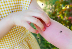 4 Jenis Orang ini Sangat Disukai Oleh Nyamuk, Wajib Siapkan Stok Obat  Nyamuk