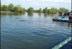Selain Pantai, Wisata Hutan Mangrove Jadi Tempat Ideal untuk Melepas Penat di Bengkulu