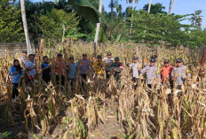 Sinergi Desa Kota Bani-Polsek, Program Ketahanan Pangan Jagung Memasuki Masa Panen