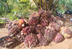 Harga Sawit Naik, Petani di Mukomuko Kembali Sumringah