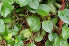 Sudah Terbukti, Daun Binahong Bisa Bikin Wajah Jadi Glowing Alami, Engga Perlu Pake Filter Lagi