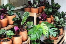 15 Tanaman Ini Bisa Tumbuh Subur Meski Tanpa Cahaya Matahari, Sangat Cocok untuk di Dalam Ruangan