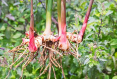 Selain untuk Bumbu, Ini Manfaat Lengkuas dan Cara Penggunaannya untuk Obat Tradisional