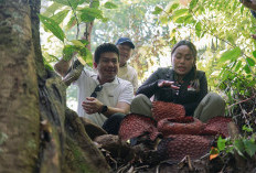Masuk Radar Nasional, Utusan Khusus Presiden Kunjungi Spot Bunga Rafflesia Kemumu