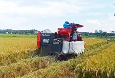 Petani di Sumber Makmur Panen Perdana Padi Sawah 2026
