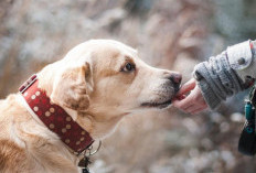 Waspada Makhluk Halus, Jika Mendengar Suara yang Tak Lazim dari Hewan di Malam Hari