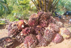 Harga TBS Petani Tertekan, Selisih dengan Pabrik Capai Rp300 per Kilogram