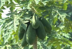 Pahit, Tapi Daun Pepaya Ternyata Penuh Vitamin Ini