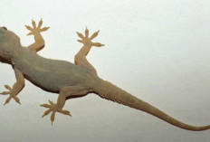 Kumpulan Doa Mengusir Cicak dalam Islam