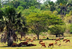 10 Tempat di Indonesia yang Dipercaya Jadi Sarangnya Demit, Apakah Ada dari Daerahmu?