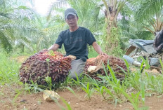 Usai Lebaran Harga Sawit Masih Bertahan di Atas Rp 3.000 per Kg
