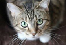 7 Aroma yang Dibenci Kucing, Ampuh untuk Mengusir Tanpa Melukainya