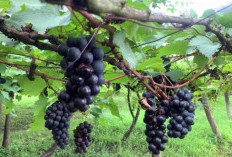 Jangan Sampai Salah, Penderita Penyakit Hati Wajib Konsumsi 5 Jenis Buah Ini