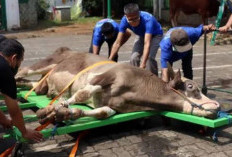 Pelatihan Juru Sembelih Tertunda, Pemkab Mukomuko Terkendala Anggaran