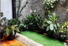 Sulap Halaman Kecil Jadi Surga Hijau dengan 6 Trik Berkebun di Rumah yang Jarang Diketahui Ini!