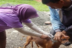 Dinas Pertanian Siapkan Skema Kebiri Atasi Anjing Liar di Mukomuko