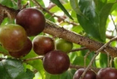 Buah Rukam, Tanaman Berduri yang Digunakan Melawan Penjajah Belanda, Begini Kisahnya