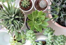 Minim Perawatan, 5 Tanaman Ini Cocok Buat Kamu yang Sibuk dan Jarang Ada di Rumah