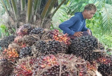 Potongan Tinggi, Petani Sawit di XIV Koto Makin Tertekan