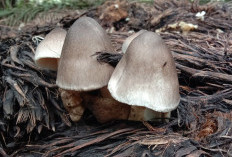 Ingin Sajian yang Berbeda Saat Lebaran, Mungkin Kamu Bisa Mencoba Olahan Jamur Sawit