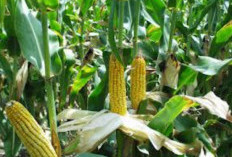 Walau Merupakan Sumber Karbohidrat, Namun Jagung Juga Dipercaya Bisa Mengecilkan Perut Buncit