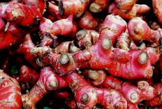 Benarkah Konsumsi Jahe Bisa Membunuh Sel Kanker, Ini Faktanya