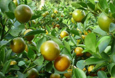 Walau Bentuknya Kecil dan Bercitarasa Asam, Jeruk Kalamansi Memiliki Manfaat yang Baik untuk Kesehatan