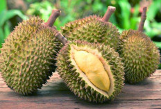 Segudang Manfaat Makan Durian, Salah Satunya Obat Flu