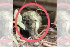 Musim Hujan, Ular Sawo Besar Mangsa Ternak Milik Warga Kota Bani