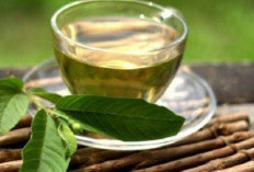 Resep Seduhan Daun, Dijamin Ampuh Buat Kolesterol dan Asam Urat Turun