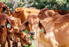 Harga Stabil, Stok Sapi Kurban 7 Kecamatan, Berlimpah