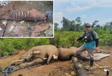 Soroti Kematian Gajah dan Harimau, Koalisi Selamatkan BAS Sindir Operasi Satgas Merah Putih