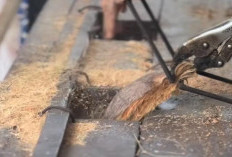 Banyak yang Belum Tahu, Limbah Ini Tenyata Hasilkan Cuan dan Bikin Kaya Mendadak Harga Jualnya Rp4 Juta/ Ton