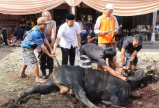 Idul Adha 1447 Hijriah, Polres Bengkulu Utara Potong 12 Ekor Hewan Kurban